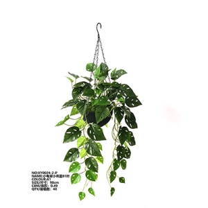 XY0024 Monstera Delicisa 吊蓝龟背