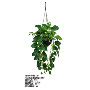 XY0002 Epipremnum Aureum 绿萝