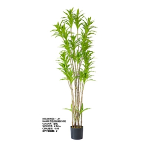 XY0008 Dracaena Reflexa 百合竹