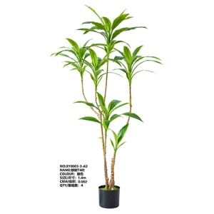 XY0003 Cordyline Fruticosa 铁树