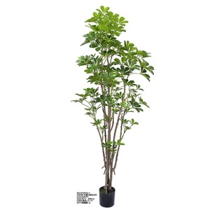 XY0023 Schefflera Octophylla 七星叶