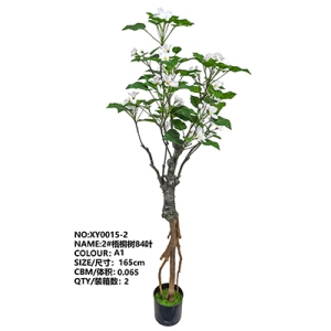XY0015 Chinese Parasol Tree  梧桐树