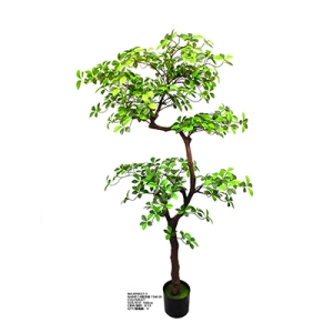 XY0027 Gardenia Tree 栀子树
