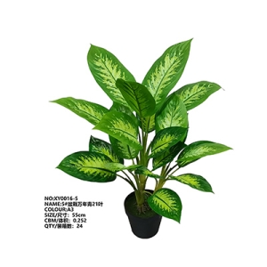 XY0016 Rohdea Japonica 万年青