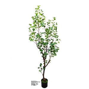XY0026 Eucalyptus 小苹果