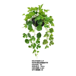 XY0009 Ivy 爬山虎