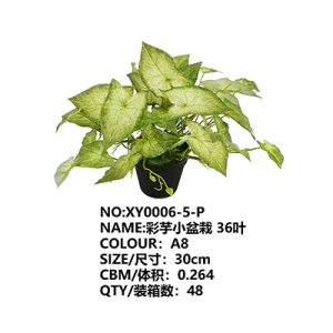 XY0006 Caladium 彩芋