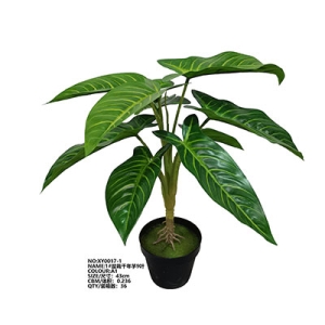 XY0017 Xanthosoma Lindenii 千年芋