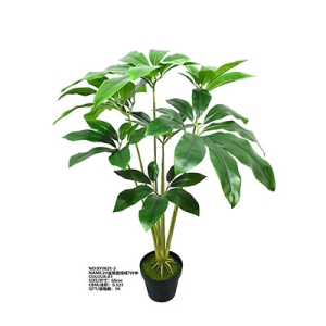 XY0021 Philodendron 盆栽蔓绿绒