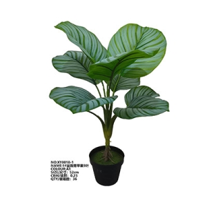 XY0018 Calathea Orbifolia 青苹果