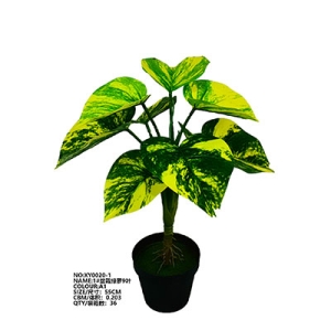 XY0020 Epipremnum Aureum Potted Plant 盆栽绿萝
