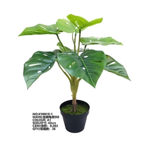 XY0019 Monstera Delicisa Potted Plant 盆栽龟背