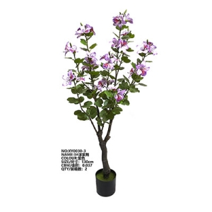 XY0030 洋紫荆